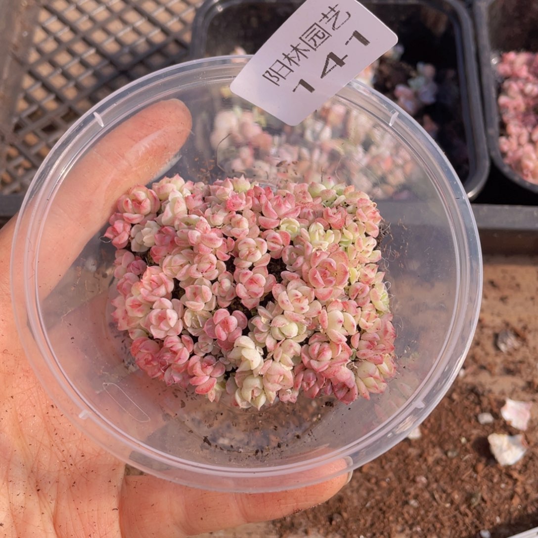 多肉植物多肉植物141