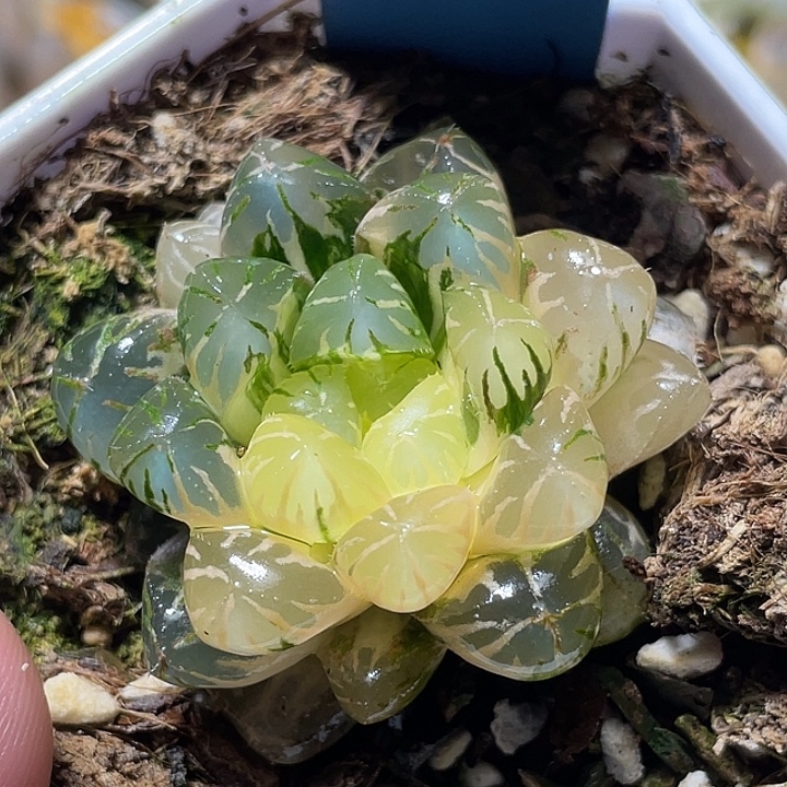 595卜卜紫锦特选福利