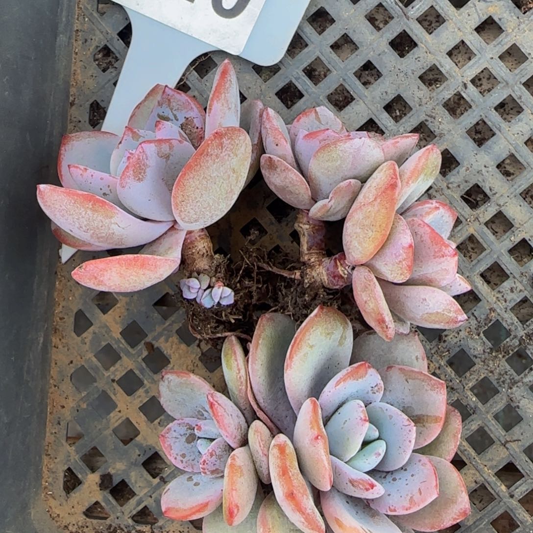 240 号一物一拍特价福利