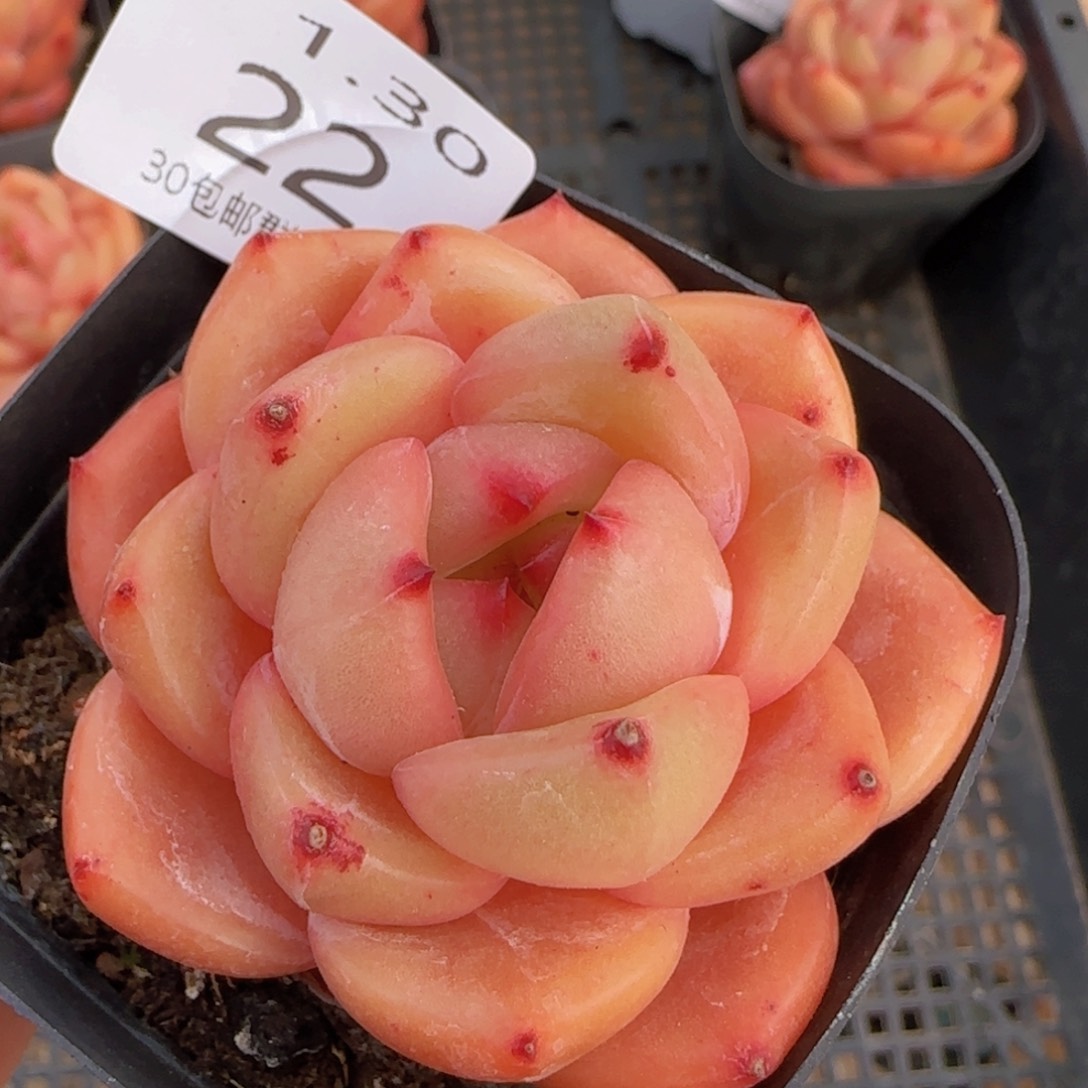 Q橙单头一颗脱土发货