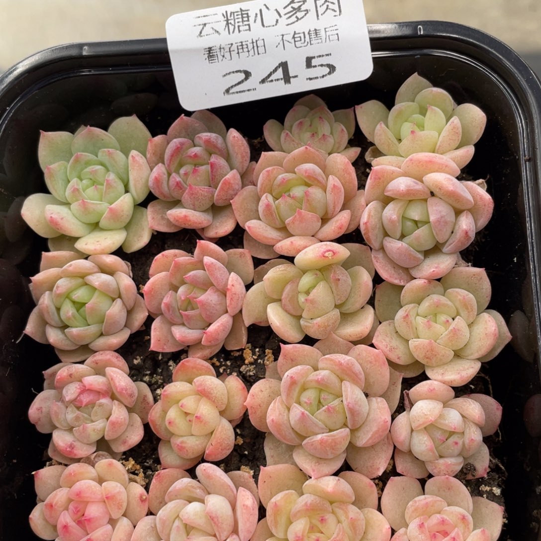 云糖心多肉植物245