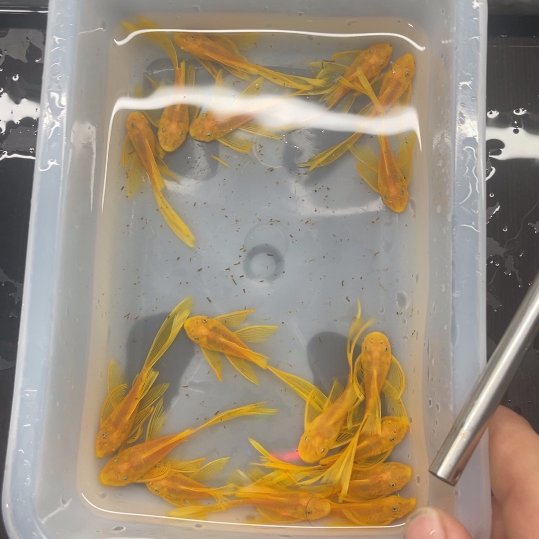 清道夫鱼大号帆17条