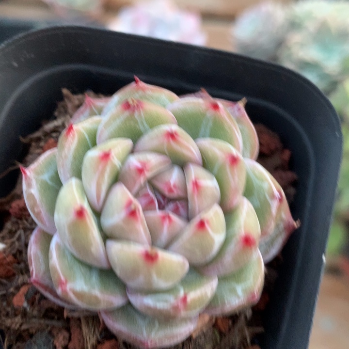 雪花珍尼多肉植物