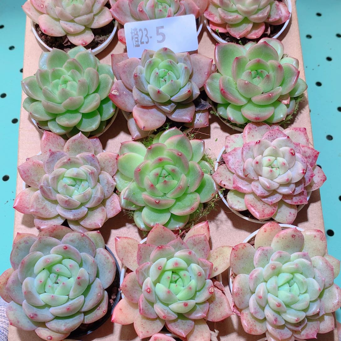 23-5一物一拍多肉带盆18颗