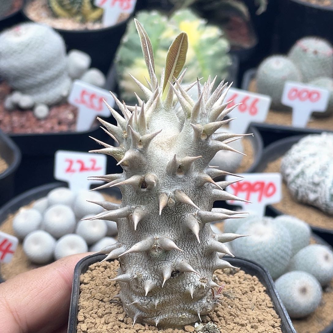 实生三头巨型惠比大黑 致远多肉