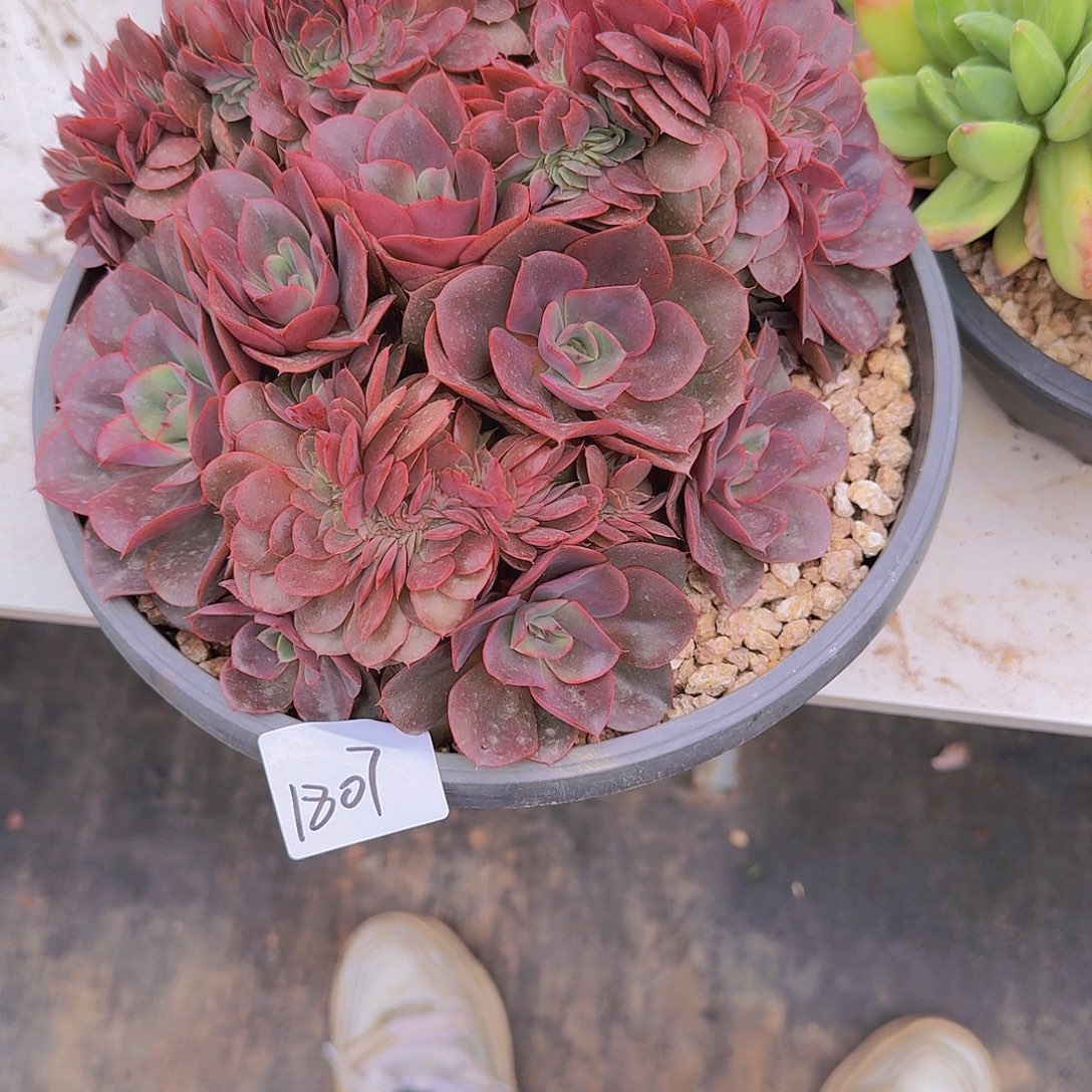 1807蒙娜丽莎缀多肉