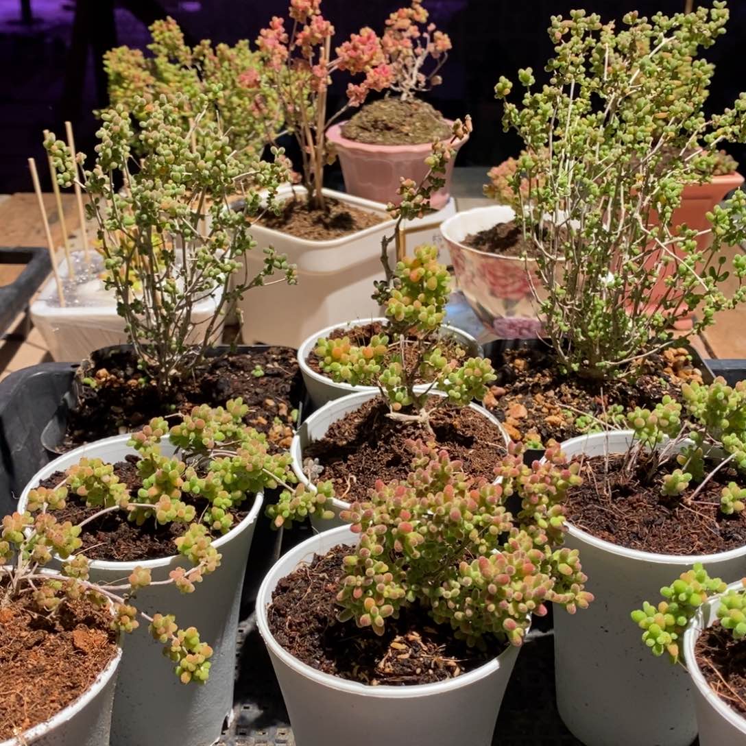 枝干番杏多肉植物881