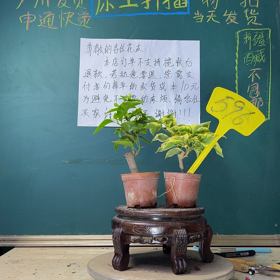 当前无花栽培后可以开花广红樱掌中宝 橙冰掌中宝 596