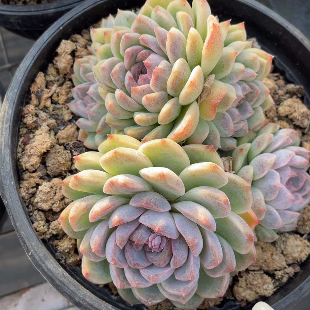 晚***宀多肉植物盆栽多肉