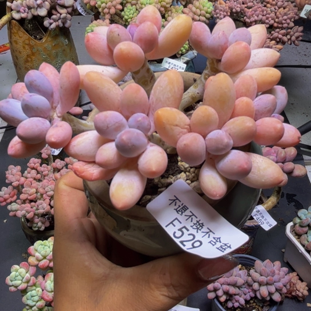 黄金手指奶酪529/9cm