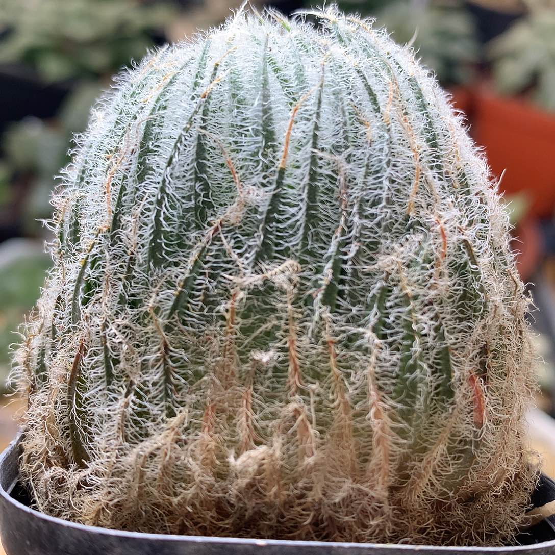 实生原始行wlooluquxzy