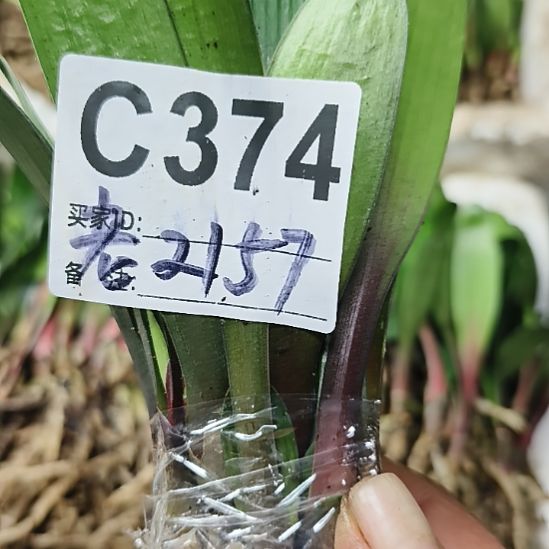 老***爱完全开放7777777777