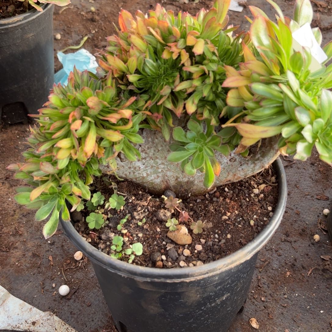 579号碧螺春缀化多肉植物