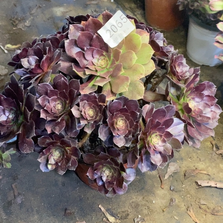 黑美人多肉断头不包2065