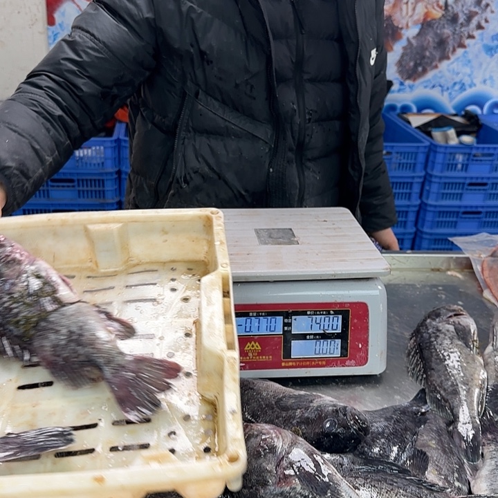 中国大陆紫*黑鱼