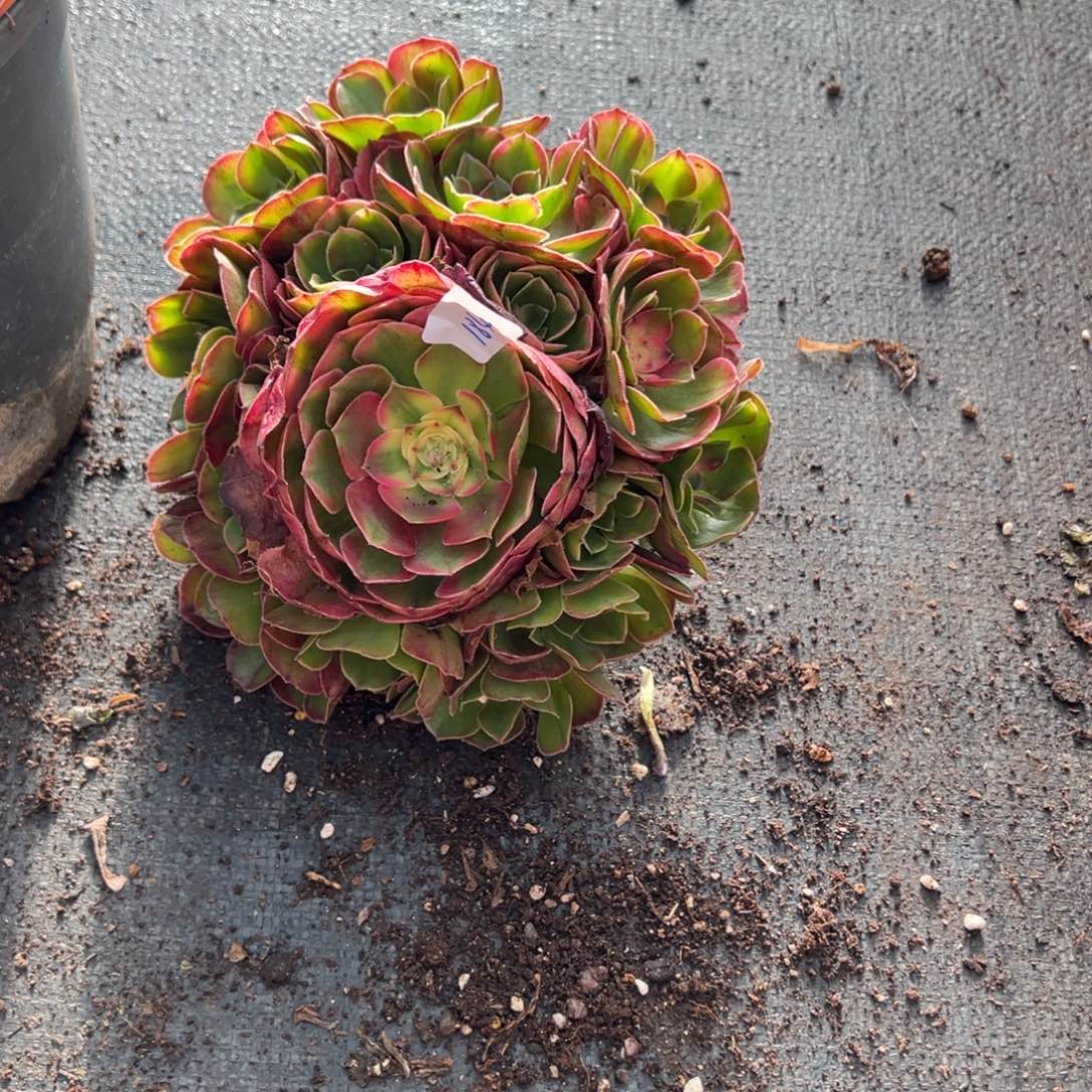 *****184荔枝变异多头多肉多肉