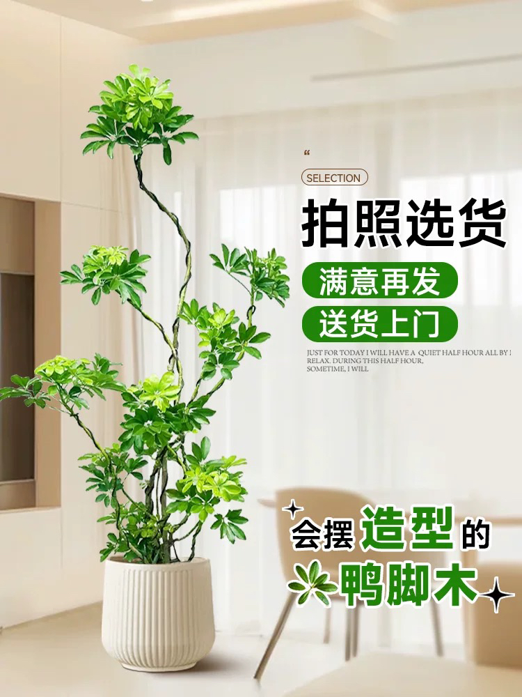 鸭脚木客厅大型盆栽真绿植八方来财造型老桩鸭掌木鹅掌柴落地植物