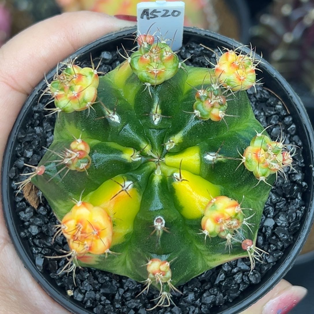 A520泰系侧芽，带盆土发货