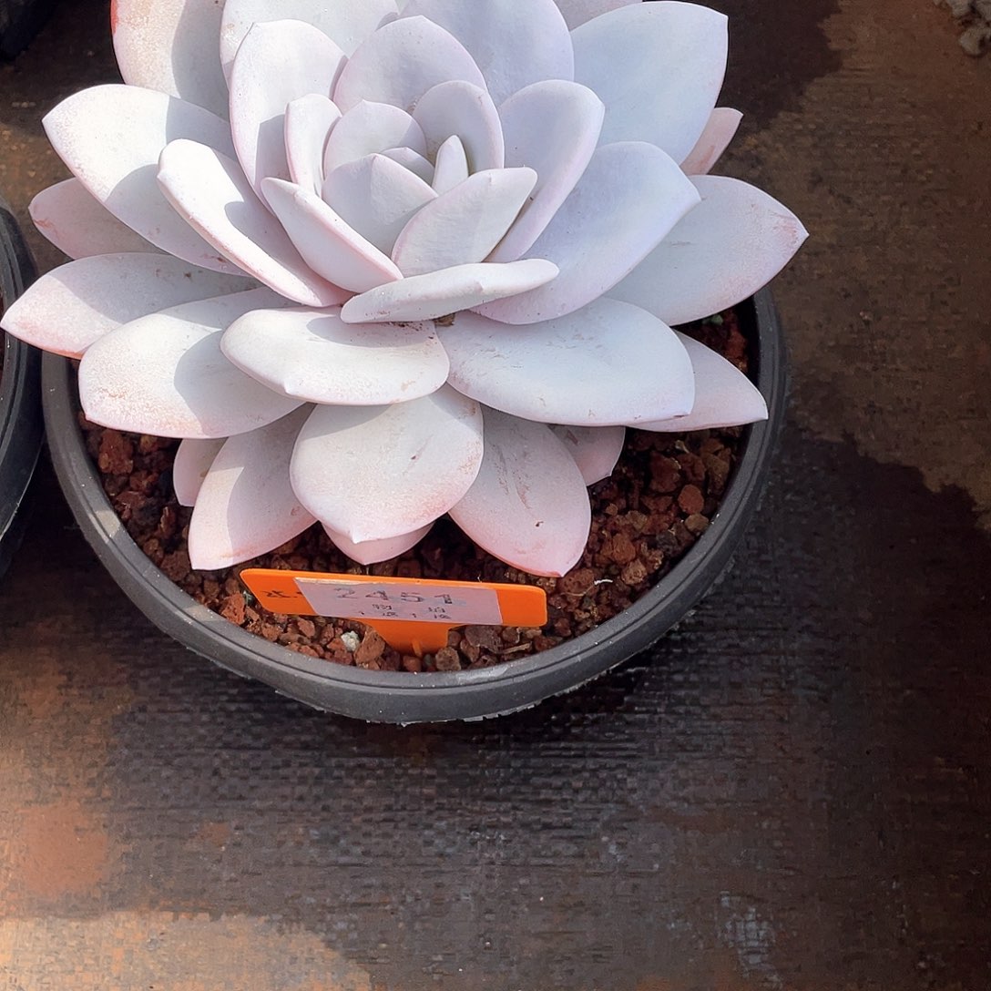 多***晴雪莲单头控养2451号