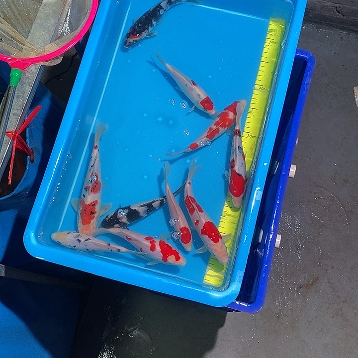 用***6锦鲤纯种血统锦鲤观赏鱼