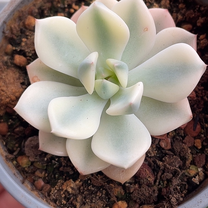 红粉佳人哈哈哈哈哈哈哈