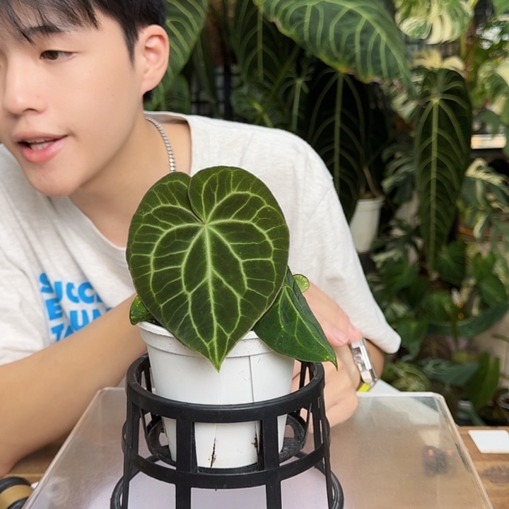 绳***宝完全开放T101克莱恩