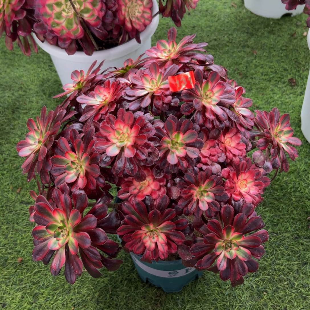 131多肉植物发货香