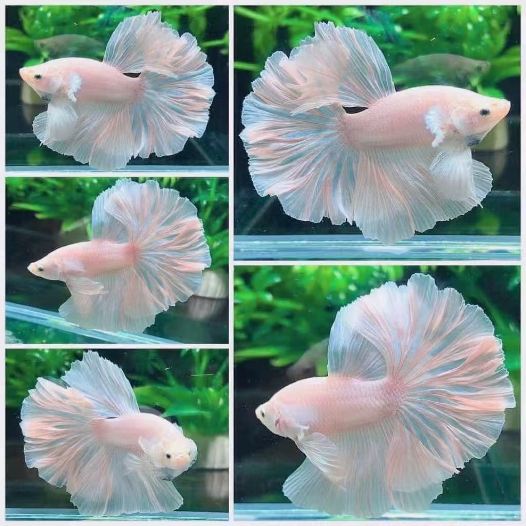 直播1一100号泰国斗鱼活鱼小型热带观赏鱼