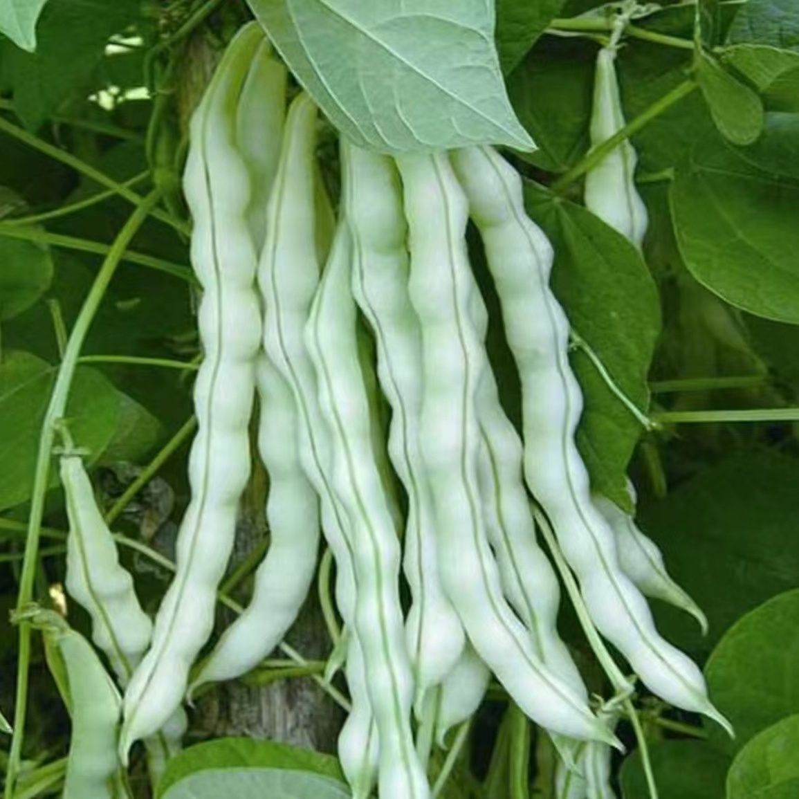 【白芸豆】新鲜现摘贵州大豆角白不老当季农家蔬菜露天四季豆白金豆
