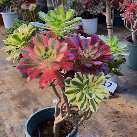 法师嫁接一物一拍17