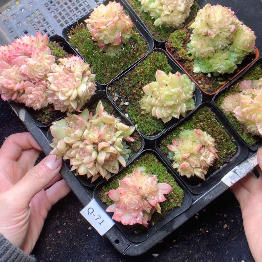 无花朵Q71 yyyyyyyyy