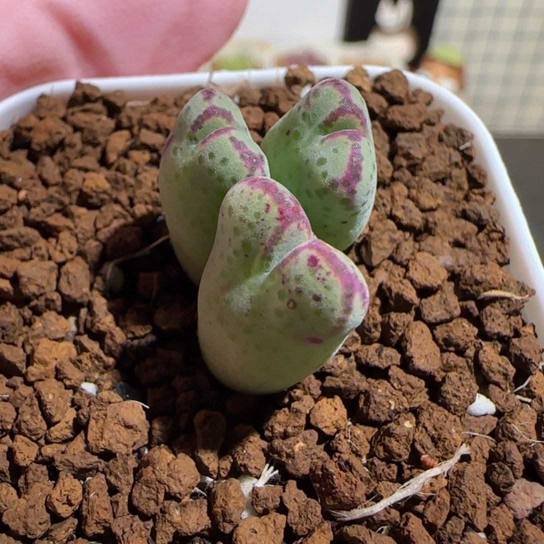 肉锥多肉植物组合-斑马430