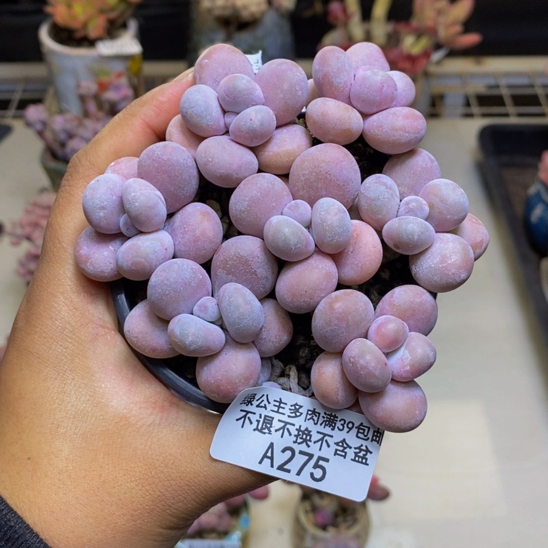 274芭比奶多肉散