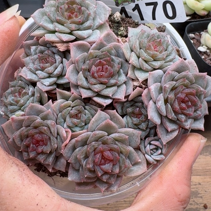 多肉植物多肉植物