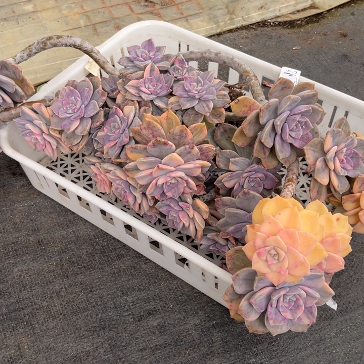 棠颂花卉一物一拍 紫乐 追忆