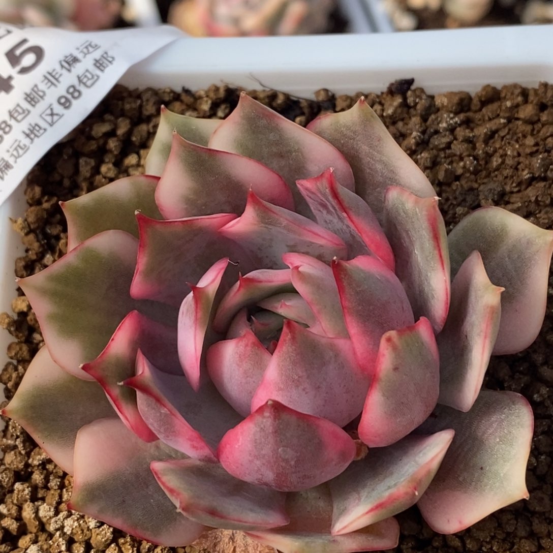 45宝莲灯锦 小方花圃一物一拍