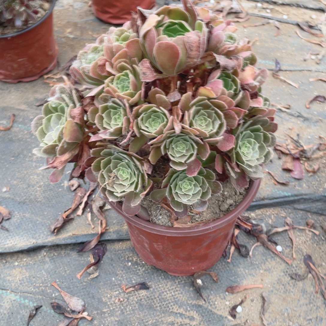 1524荷兰法师多肉断枝不售后