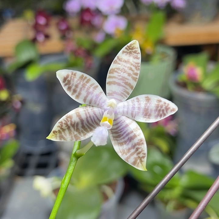 大部分开放少量花苞