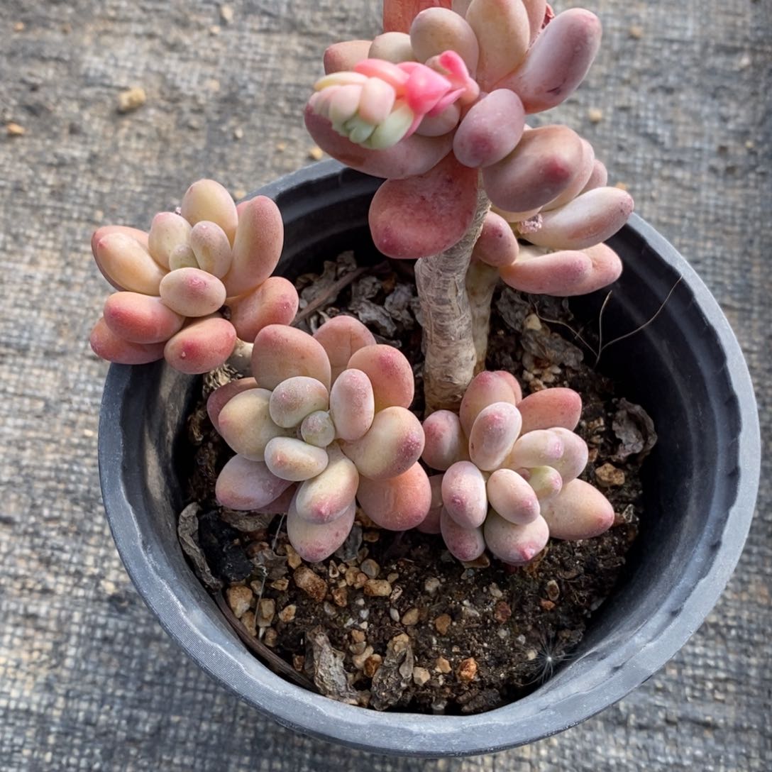 一物一拍多肉植物苹果美人