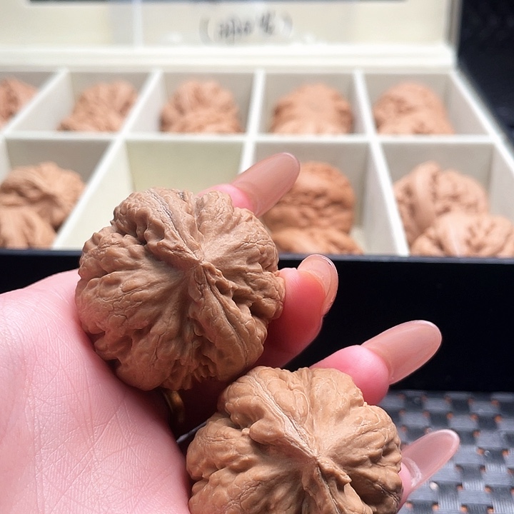 ****开霸王龙核桃尺寸40