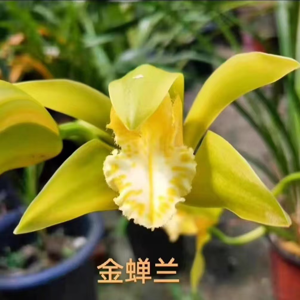 云南滇西虎头兰浓香型花卉兰花