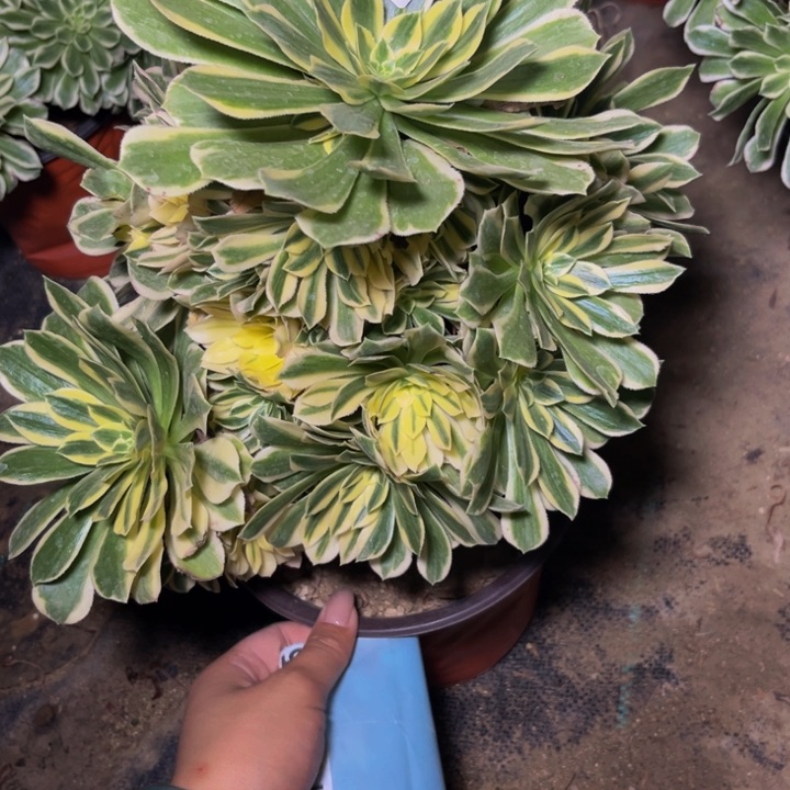 752多肉植物一物一拍