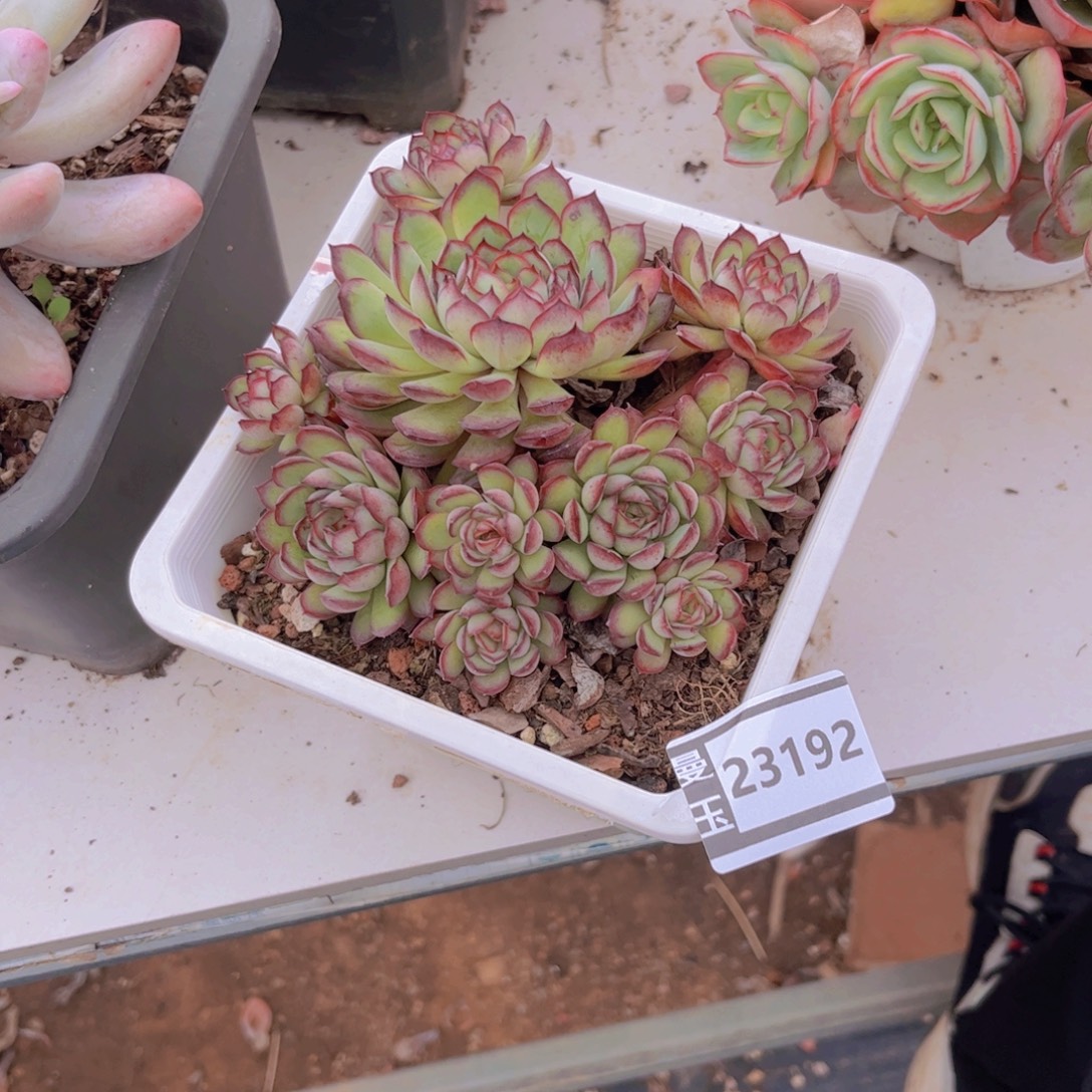 梦幻玫瑰多肉植物23192