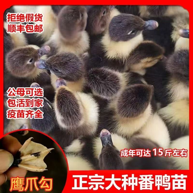 宠物鸭大种红头番鸭西洋鸭旱鸭豚鸭正宗番鸭出壳苗活体发货