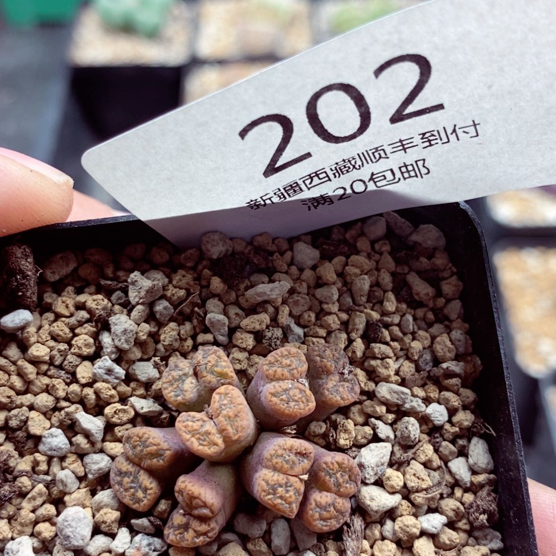 我的小姐姐们都是我202