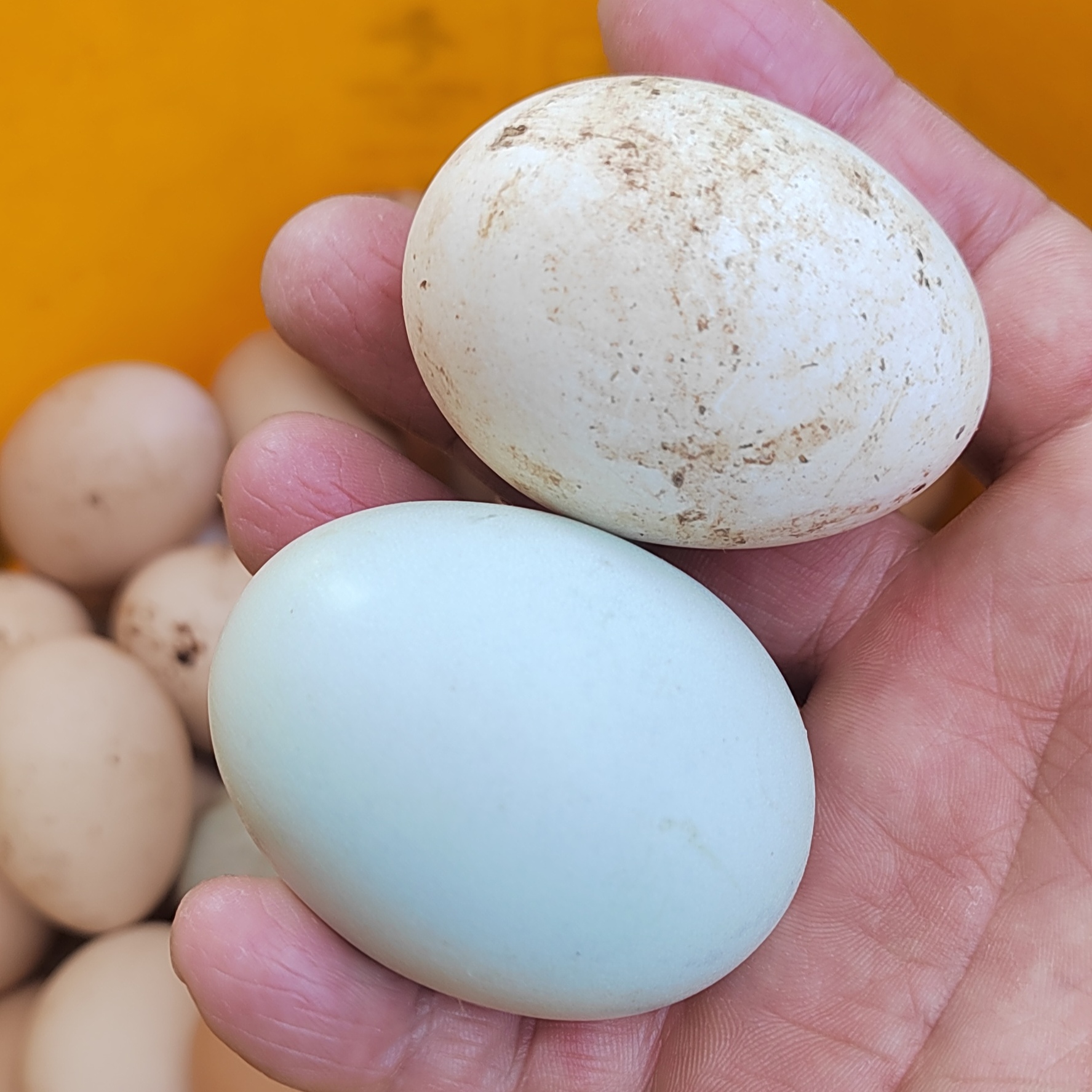 四川泸州农家散养土鸡蛋