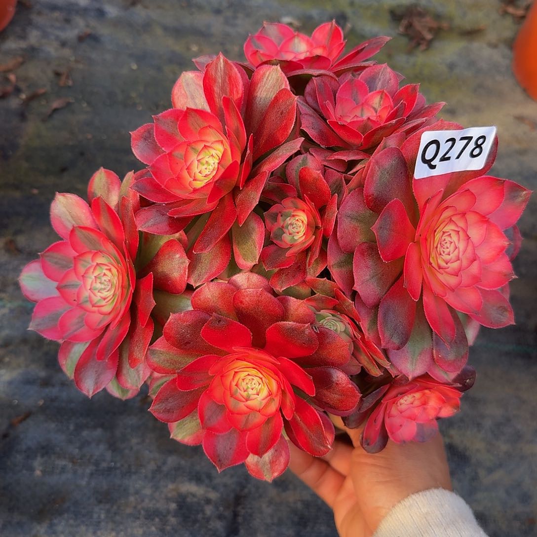 278荔枝44冠服20左右不周正