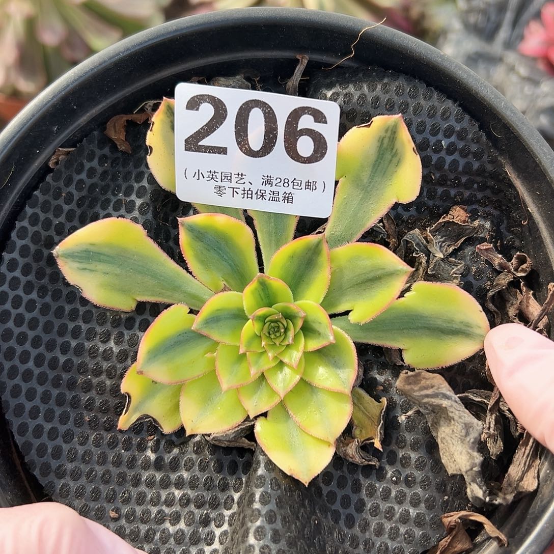 向***木5个206多肉植物多肉植物