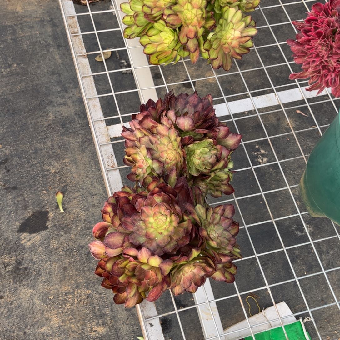 来***干光影5捧专拍链接小鱼干