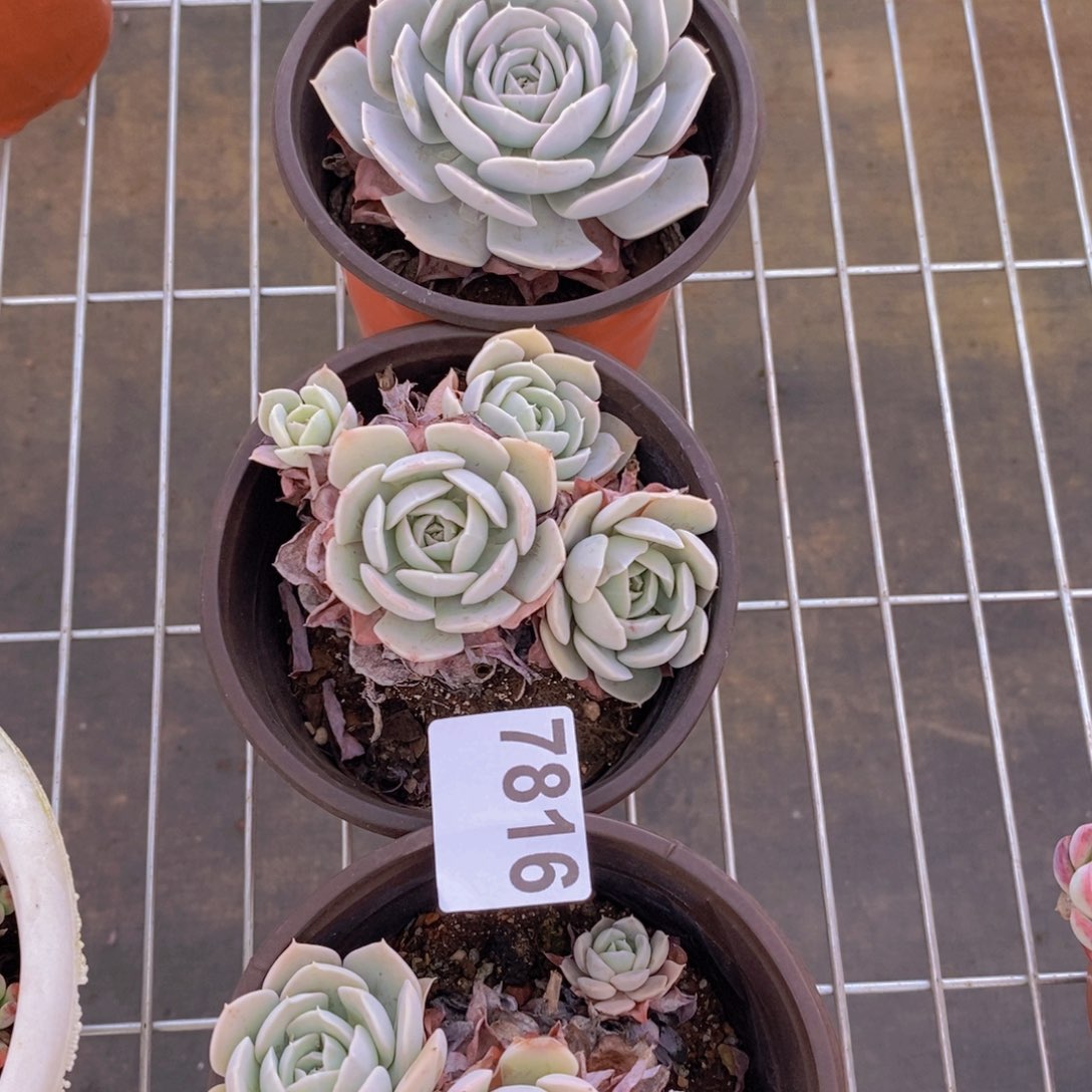 7816鲁氏石莲一物一拍2盆